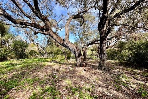 Ruin i Sineu, Mallorca, Sineu - € 850 000 | Ref: SIN471 - foto 9