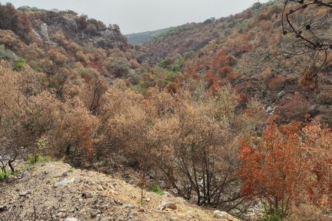 Erhvervsejendom i Melilli, Siracusa, Melilli - € 18.000 | Ref: TR1116 - foto 11