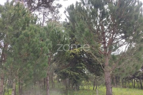 Terra a Nelas, Viseu, Nelas - € 75.000 | Ref: ZMPT566039 - foto 2