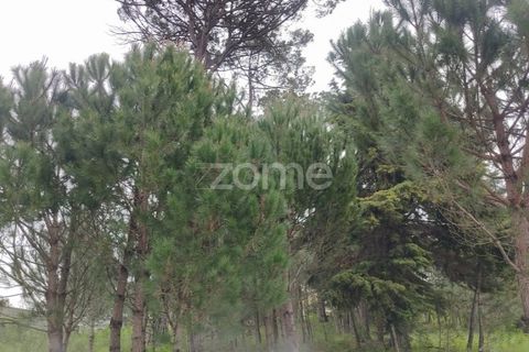 Terra a Nelas, Viseu, Nelas - € 75.000 | Ref: ZMPT566039 - foto 3