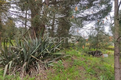 Terra a Nelas, Viseu, Nelas - € 75.000 | Ref: ZMPT566039 - foto 6