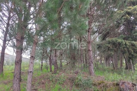 Terra a Nelas, Viseu, Nelas - € 75.000 | Ref: ZMPT566039 - foto 13