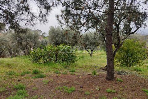 Terra a Nelas, Viseu, Nelas - € 75.000 | Ref: ZMPT566039 - foto 14