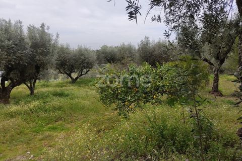 Terra a Nelas, Viseu, Nelas - € 75.000 | Ref: ZMPT566039 - foto 16