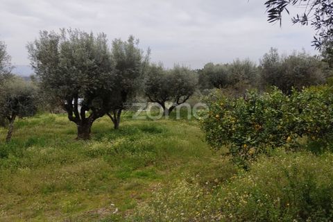 Terra a Nelas, Viseu, Nelas - € 75.000 | Ref: ZMPT566039 - foto 17