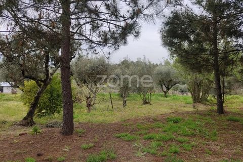 Terra a Nelas, Viseu, Nelas - € 75.000 | Ref: ZMPT566039 - foto 18