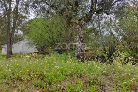Terra a Nelas, Viseu, Nelas - € 75.000 | Ref: ZMPT566039 - foto 19