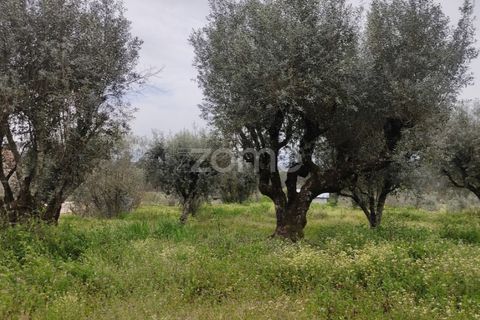 Terra a Nelas, Viseu, Nelas - € 75.000 | Ref: ZMPT566039 - foto 20