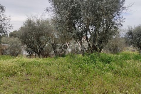 Terra a Nelas, Viseu, Nelas - € 75.000 | Ref: ZMPT566039 - foto 21