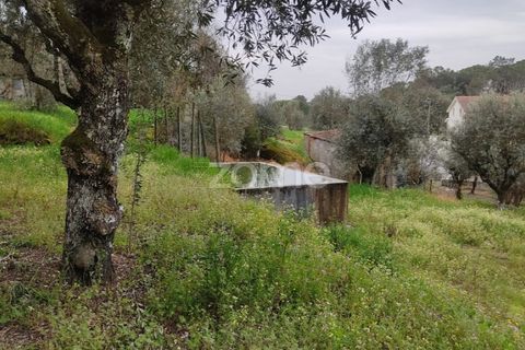 Terra a Nelas, Viseu, Nelas - € 75.000 | Ref: ZMPT566039 - foto 26