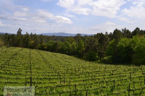 Gård i Serta, Castelo Branco, Serta - € 2 950 000 | Ref: MAS_111RS1204-4610 - foto 39
