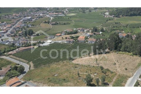 Terra a Airaes, Porto, Airaes - € 220.000 | Ref: 100001 - foto 3