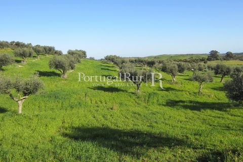 Landejendom i Evora, Evora, Evora - € 785.000 | Ref: 791 - foto 40