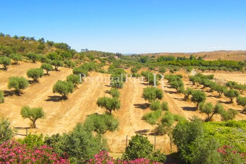 Landejendom i Evora, Evora, Evora - € 785.000 | Ref: 791 - foto 42