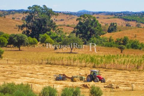 Landejendom i Evora, Evora, Evora - € 785.000 | Ref: 791 - foto 45