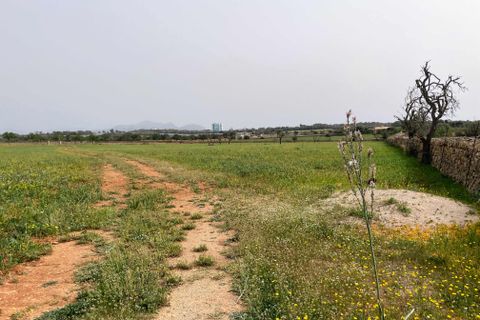 Tomt i Santa Margalida, Mallorca, Santa Margalida - € 1 350 000 | Ref: 79175 - foto 2