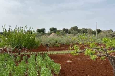 Villa i Ostuni, Brindisi, Ostuni - € 310.000 | Ref: 764 - foto 31