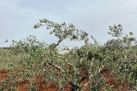 Villa i Ostuni, Brindisi, Ostuni - € 310.000 | Ref: 764 - foto 36
