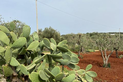 Villa i Ostuni, Brindisi, Ostuni - € 310.000 | Ref: 764 - foto 38