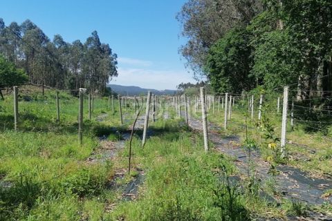 Helårsgrund i Braga, Braga, Braga - € 65.000 | Ref: ZMPT566378 - foto 20