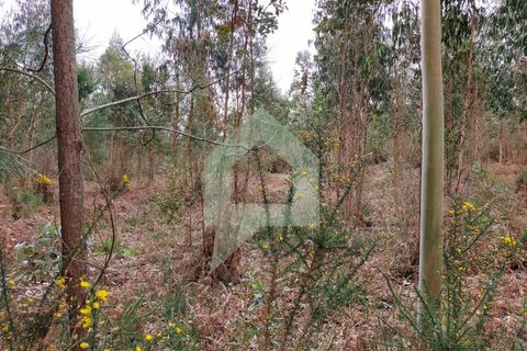 Helårsgrund i Barcelos, Braga, Barcelos - € 95.000 | Ref: SÒL_2529 - foto 10