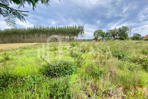 Helårsgrund i Agueda, Aveiro, Agueda - € 55.000 | Ref: 31/2024 - foto 3