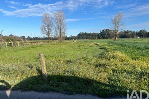 Terra a Estarreja, Aveiro, Estarreja - € 55.000 | Ref: 114910 - foto 3