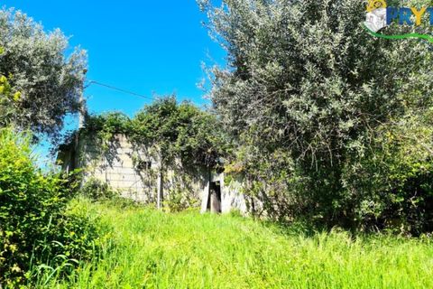 Farm i Serta, Castelo Branco, Serta - € 65.000 | Ref: AS139 - foto 13