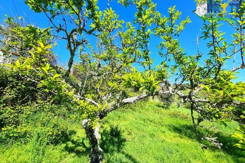 Farm i Serta, Castelo Branco, Serta - € 65.000 | Ref: AS139 - foto 33