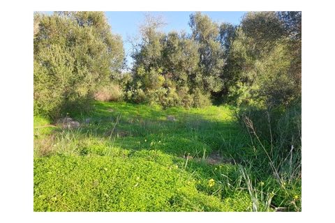Helårsgrund i Algoz, Faro, Algoz - € 249.500 | Ref: T580 - foto 4