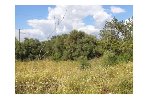 Helårsgrund i Algoz, Faro, Algoz - € 249.500 | Ref: T580 - foto 6