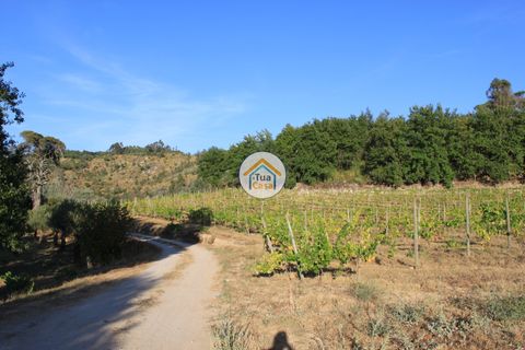 Farm i Viseu, Viseu, Viseu - € 1.900.000 | Ref: TC2533 - foto 11