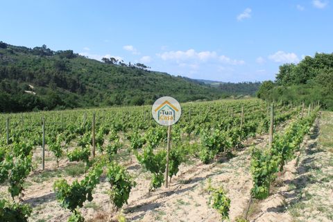 Farm i Viseu, Viseu, Viseu - € 1.900.000 | Ref: TC2533 - foto 12