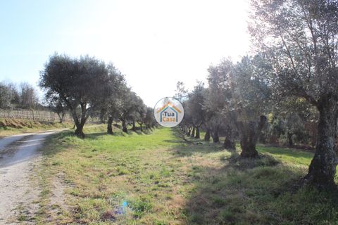 Farm i Viseu, Viseu, Viseu - € 1.900.000 | Ref: TC2533 - foto 13