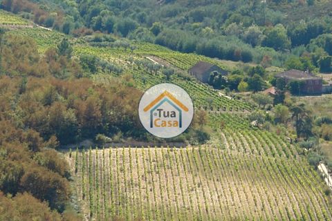 Farm i Viseu, Viseu, Viseu - € 1.900.000 | Ref: TC2533 - foto 29
