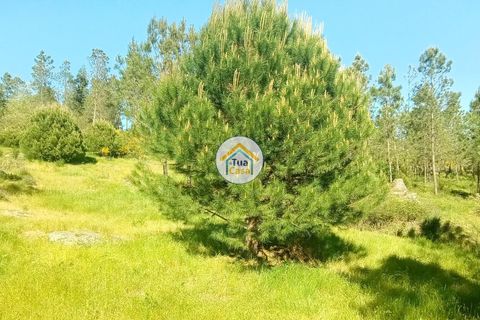 Helårsgrund i Mangualde, Viseu, Mangualde - € 37.000 | Ref: 2TC2841 - foto 29