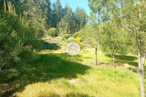 Helårsgrund i Mangualde, Viseu, Mangualde - € 37.000 | Ref: 2TC2841 - foto 31