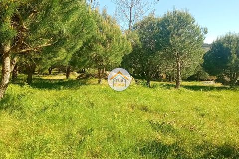 Helårsgrund i Mangualde, Viseu, Mangualde - € 37.000 | Ref: 2TC2841 - foto 34