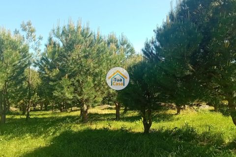 Helårsgrund i Mangualde, Viseu, Mangualde - € 37.000 | Ref: 2TC2841 - foto 36