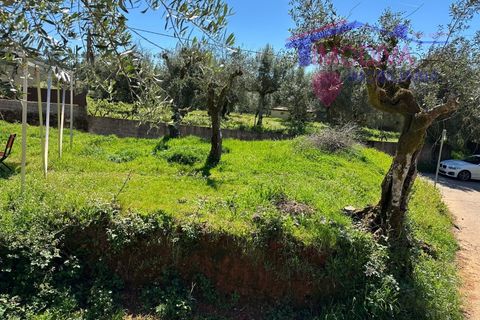 Landejendom i Castelo Branco, Castelo Branco, Castelo Branco - € 25.000 | Ref: VV313/0424 - foto 25