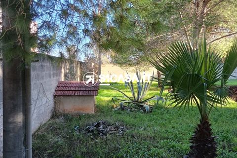 Terra a Galatone, Lecce, Galatone - € 22.000 | Ref: CDM-1287 - foto 3