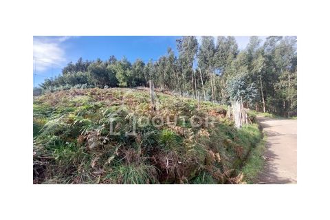 Terra a Camacha, Madeira, Camacha - € 160.000 | Ref: DR267 - foto 2