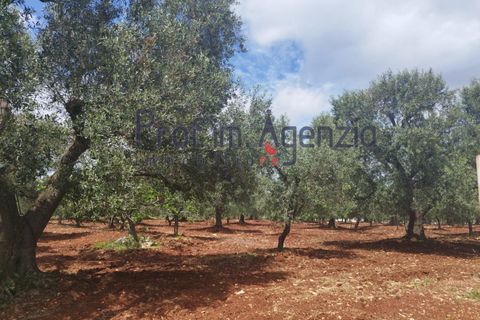 Landejendom i Carovigno, Brindisi, Carovigno - € 200.000 | Ref: 122670 - foto 8