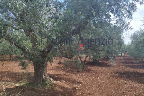 Landejendom i Carovigno, Brindisi, Carovigno - € 200.000 | Ref: 122670 - foto 9