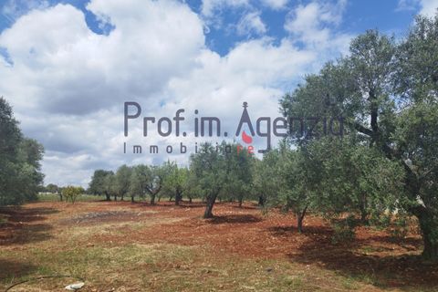 Landejendom i Carovigno, Brindisi, Carovigno - € 200.000 | Ref: 122670 - foto 6