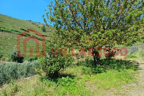 Terra a Moimenta da Beira, Viseu, Moimenta da Beira - € 150.000 | Ref: SÒL_338 - foto 14