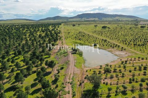 Landejendom i Mertola, Beja, Mertola - € 10.000.000 | Ref: ML127 - foto 33