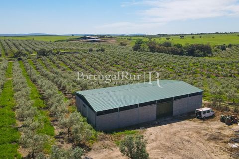 Landejendom i Fronteira, Portalegre, Fronteira - € 999.000 | Ref: FG792 - foto 8