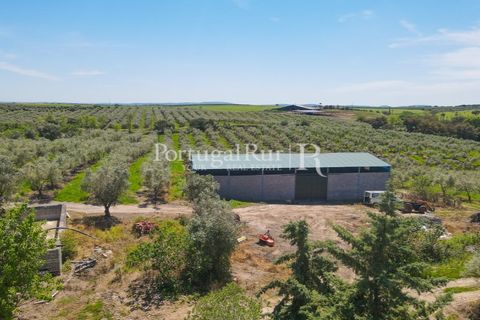 Landejendom i Fronteira, Portalegre, Fronteira - € 999.000 | Ref: FG792 - foto 9