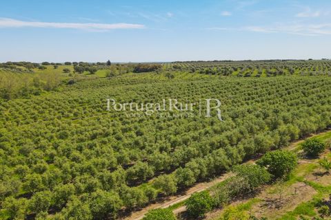 Landejendom i Fronteira, Portalegre, Fronteira - € 999.000 | Ref: FG792 - foto 10